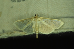 Herpetogramma aquilonalis