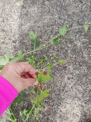 Geranium sibiricum