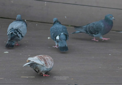 Columba livia domestica