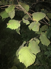 Corylus avellana