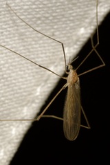 Erioptera
