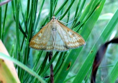 Sitochroa verticalis