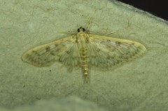 Herpetogramma aquilonalis