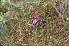 Primula jeffreyi