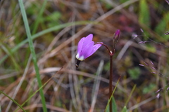 Primula jeffreyi