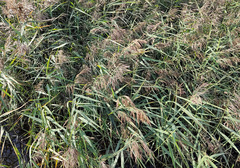 Phragmites australis