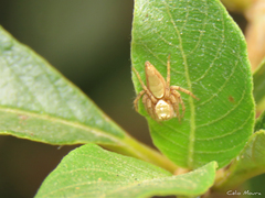 Oxyopes niveosigillatus