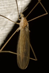 Erioptera