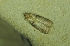 Acrobasis