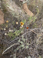 Gaillardia × grandiflora