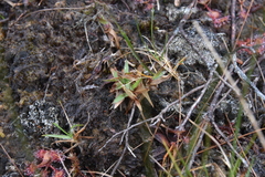 Dichanthelium acuminatum