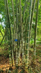 Dendrocalamus asper