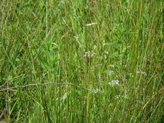 Ptilimnium capillaceum