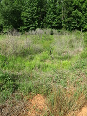 Ptilimnium capillaceum