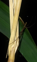 Tetragnatha
