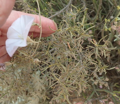 Convolvulus sagittatus