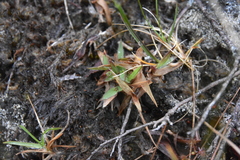 Dichanthelium acuminatum