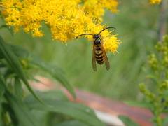 Vespula flavopilosa