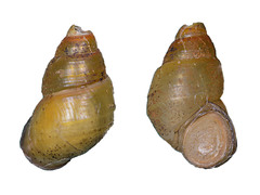 Parafossarulus manchouricus