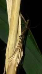 Tetragnatha