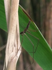 Tetragnatha