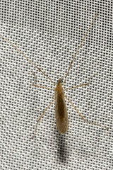 Erioptera