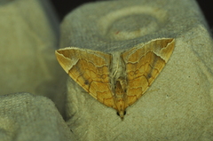 Eulithis testata