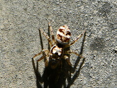 Salticus scenicus
