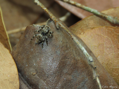 Sumampattus quinqueradiatus