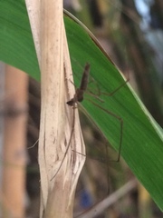Tetragnatha