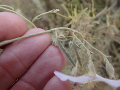 Convolvulus sagittatus