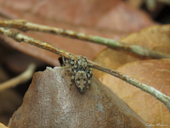 Sumampattus quinqueradiatus