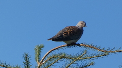 Streptopelia turtur