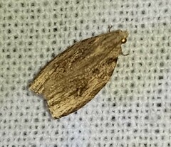 Etanna breviuscula