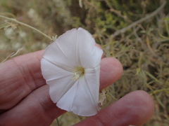 Convolvulus sagittatus