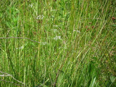 Ptilimnium capillaceum