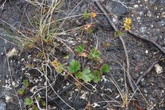 Geum calthifolium