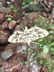 Spilomelinae