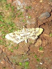 Spilomelinae
