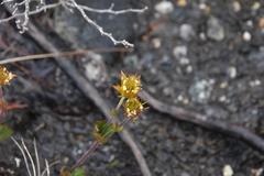 Geum calthifolium