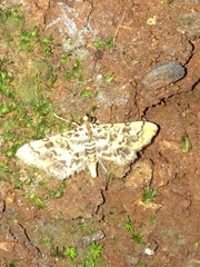Spilomelinae