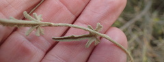 Convolvulus sagittatus