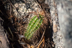 Pachycereus pecten-aboriginum