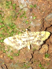 Spilomelinae