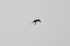 Falco femoralis