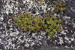 Kalmia procumbens