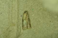 Acrobasis