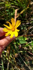 Coreopsis pubescens