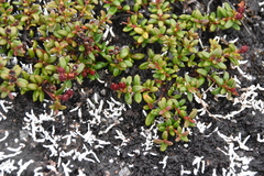 Kalmia procumbens
