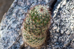 Mammillaria phitauiana